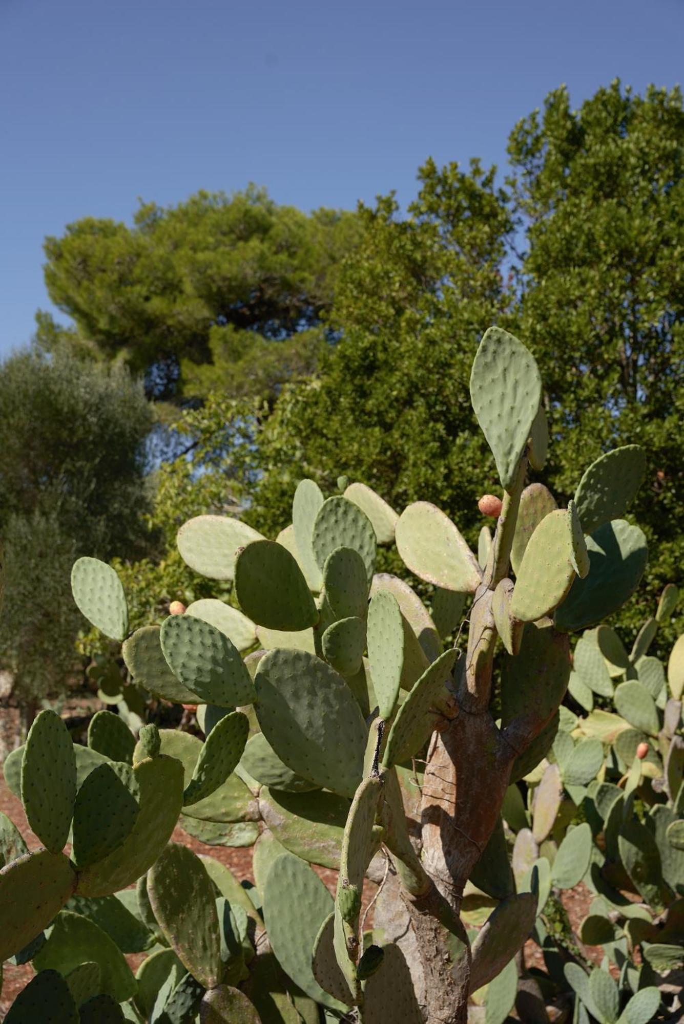 Masseria Paradiso Ostuni Exteriér fotografie